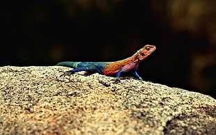 brown and blue lizard on rock selective focus photo